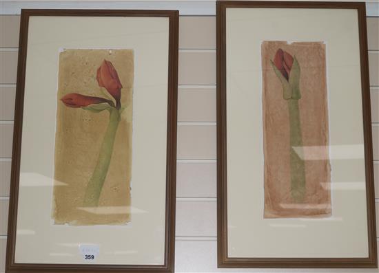 Sigrid Muller Amaryllis flowers 47 x 20cm